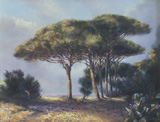5: Pine tree - Corsica
